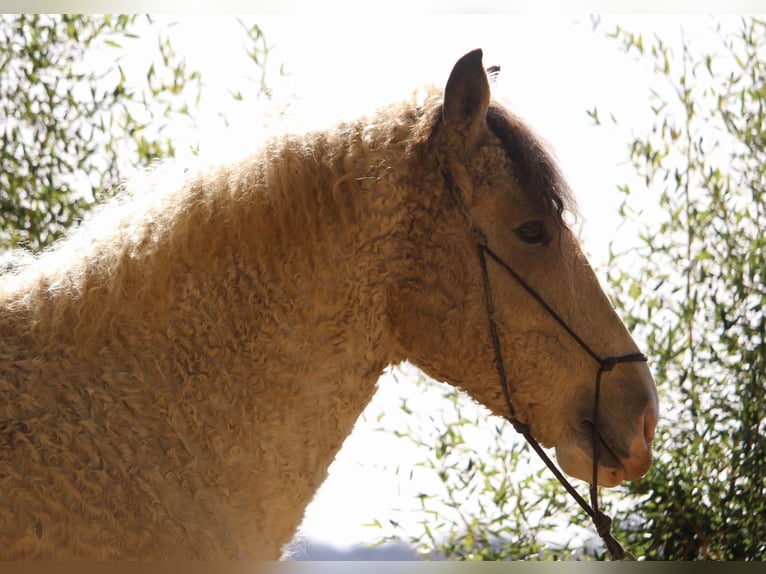 Curly horse Gelding 7 years 15,2 hh Buckskin in FRANCE