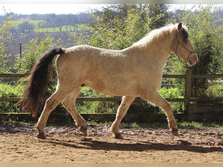 Curly horse Gelding 7 years 15,2 hh Buckskin in FRANCE