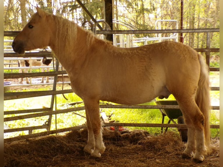Curly horse Gelding 8 years 14,2 hh Dunalino in Arnbruck