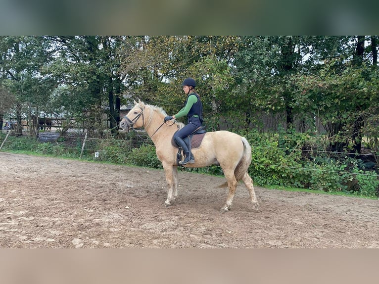 Curly horse Gelding 8 years 14,2 hh Dunalino in Arnbruck