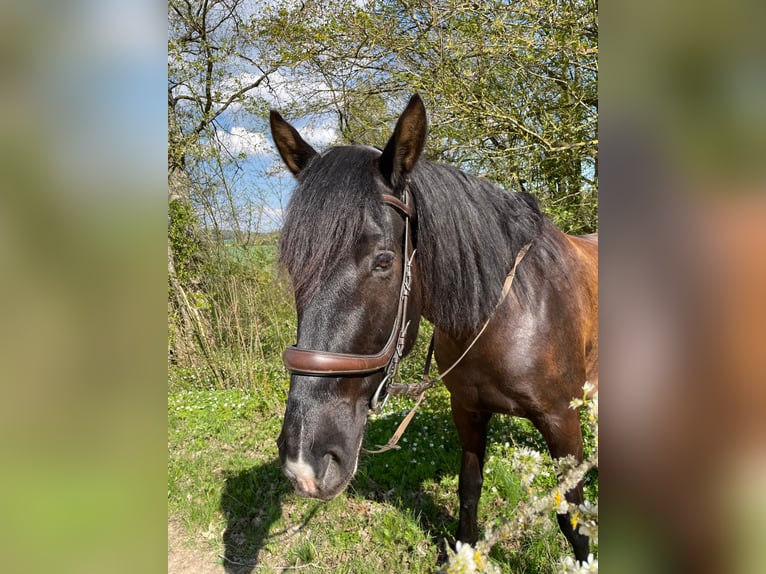 Curly horse Gelding 8 years 16 hh Black in Laichingen