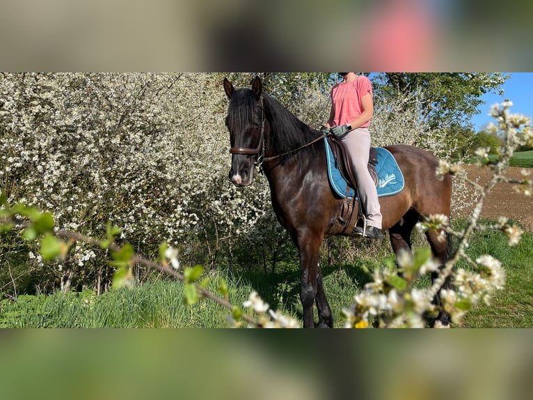 Curly horse Gelding 8 years 16 hh Black in Laichingen