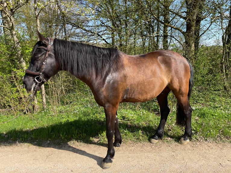 Curly horse Gelding 8 years 16 hh Black in Laichingen