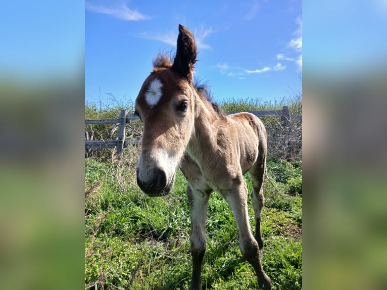 Curly horse Gelding  13,2 hh Brown in Bad Vöslau