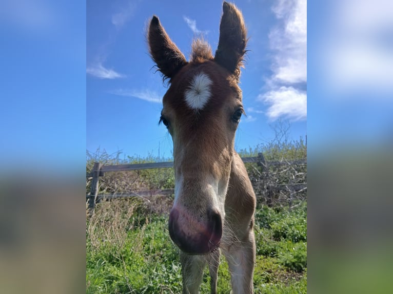 Curly horse Gelding  13,2 hh Brown in Bad Vöslau