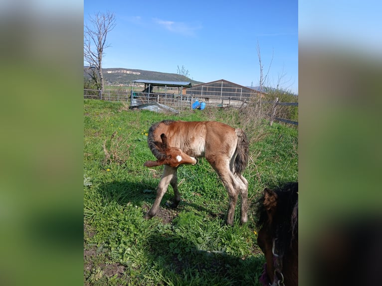 Curly horse Gelding  13,2 hh Brown in Bad Vöslau