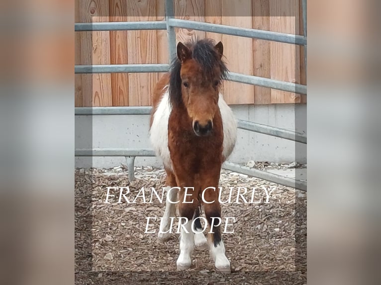 Curly Horse Hengst 1 Jaar 105 cm Roodbruin in Sankt Sebastian