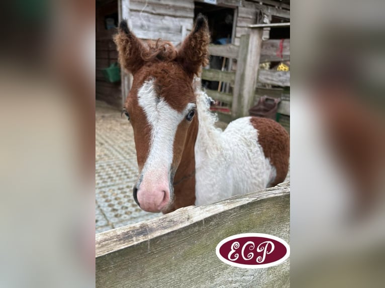 Curly Horse Hengst 1 Jaar 110 cm Tobiano-alle-kleuren in Wellen