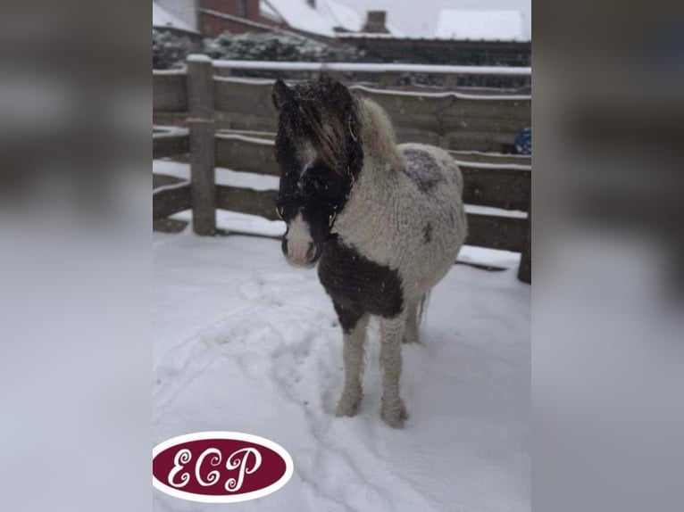 Curly Horse Hengst 1 Jaar 110 cm Tobiano-alle-kleuren in Wellen