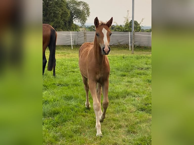 Curly Horse Hengst 1 Jaar 140 cm Roodvos in Ferté Macé