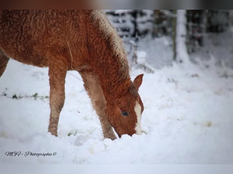 Curly Horse Hengst 1 Jaar 140 cm Roodvos in Ferté Macé