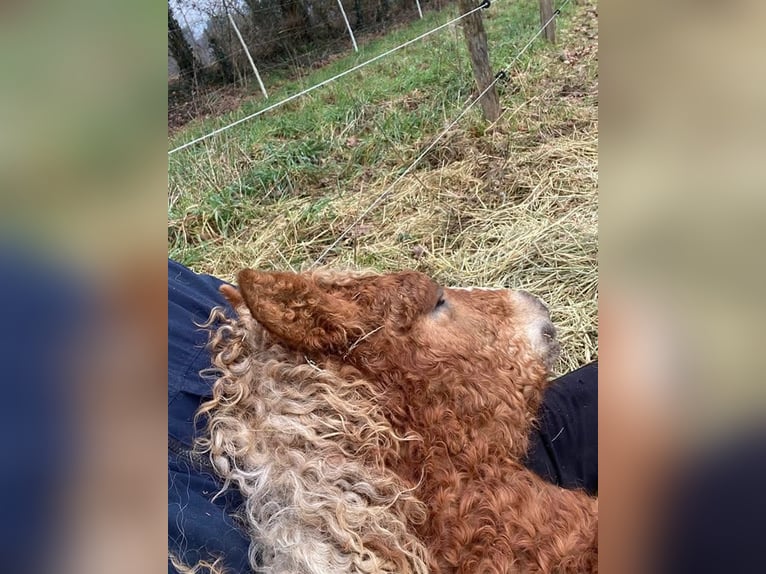 Curly Horse Hengst 1 Jaar 140 cm Roodvos in Ferté Macé