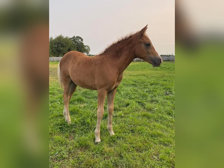 Curly Horse Hengst 1 Jaar 140 cm Roodvos in Ferté Macé