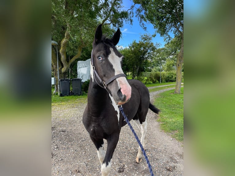 Curly Horse Hengst 1 Jaar 148 cm Tobiano-alle-kleuren in Storvorde