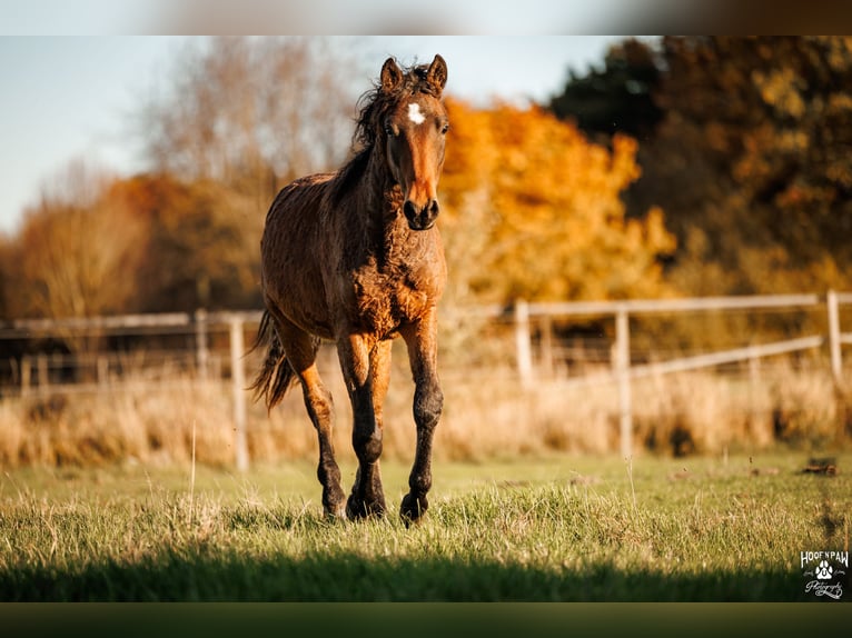 Curly Horse Hengst 1 Jaar 154 cm Bruin in Thedinghausen