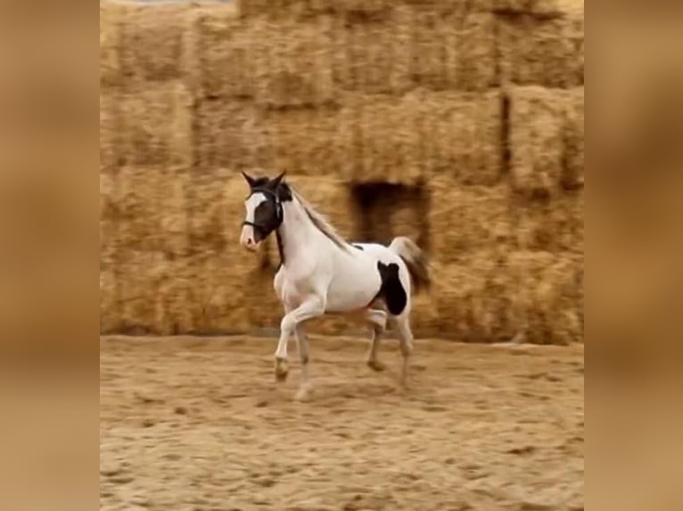 Curly Horse Hengst 1 Jaar 155 cm Donkerbruin in Skærbæk