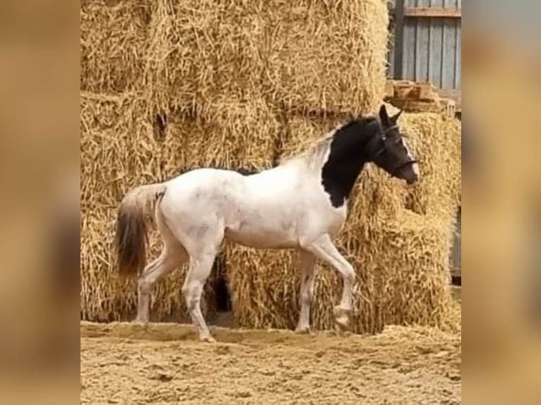 Curly Horse Hengst 1 Jaar 155 cm Donkerbruin in Skærbæk