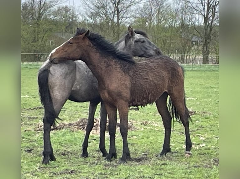 Curly Horse Hengst 1 Jaar 155 cm Donkerbruin in Skærbæk