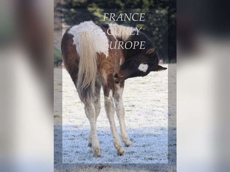 Curly Horse Hengst 1 Jaar 155 cm Roodbruin in france