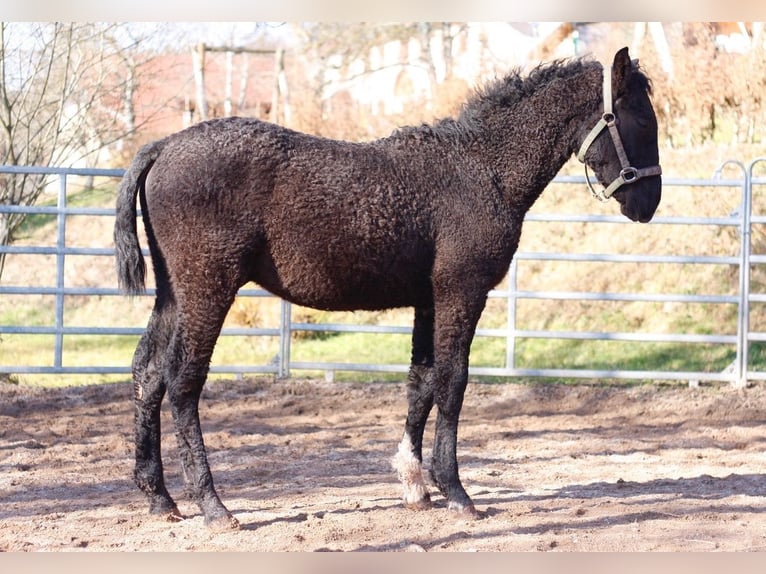 Curly Horse Hengst 1 Jaar 155 cm Zwart in bourg bruche