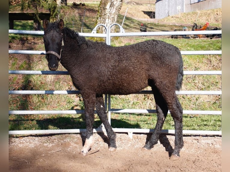 Curly Horse Hengst 1 Jaar 155 cm Zwart in bourg bruche