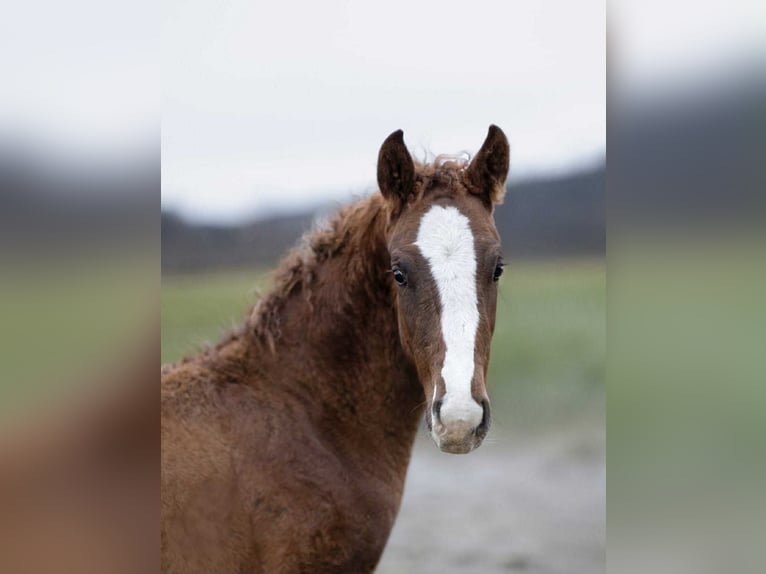 Curly Horse Hengst 1 Jaar 160 cm  in Muurame