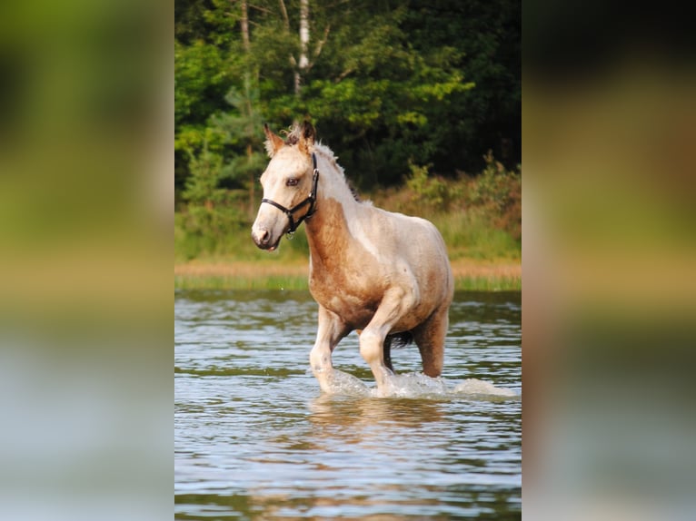 Curly Horse Hengst 1 Jaar 160 cm Falbe in Ruinen