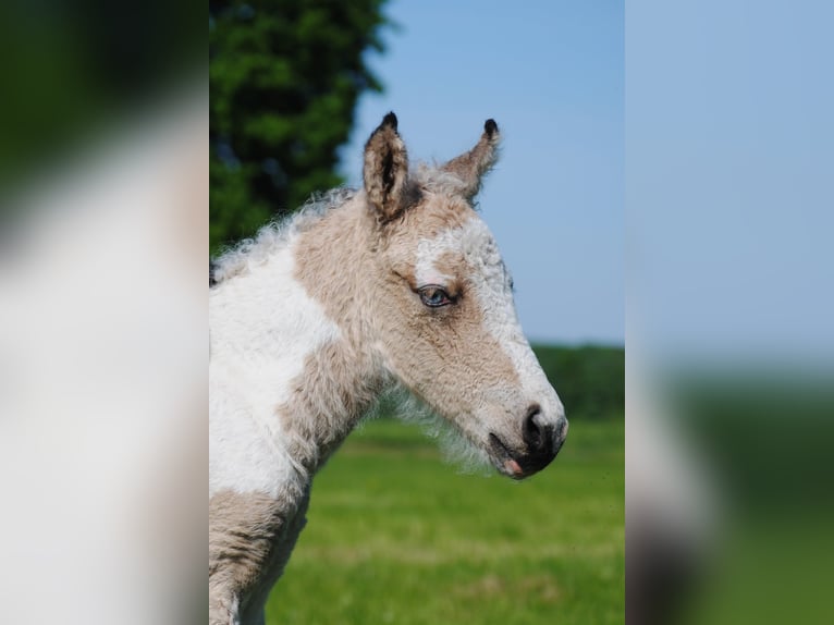Curly Horse Hengst 1 Jaar 160 cm Falbe in Ruinen