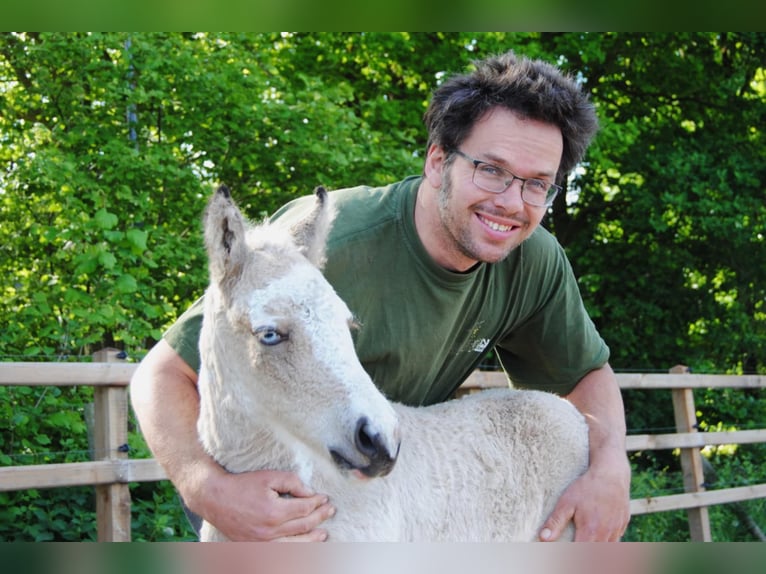 Curly Horse Hengst 1 Jaar 160 cm Falbe in Ruinen