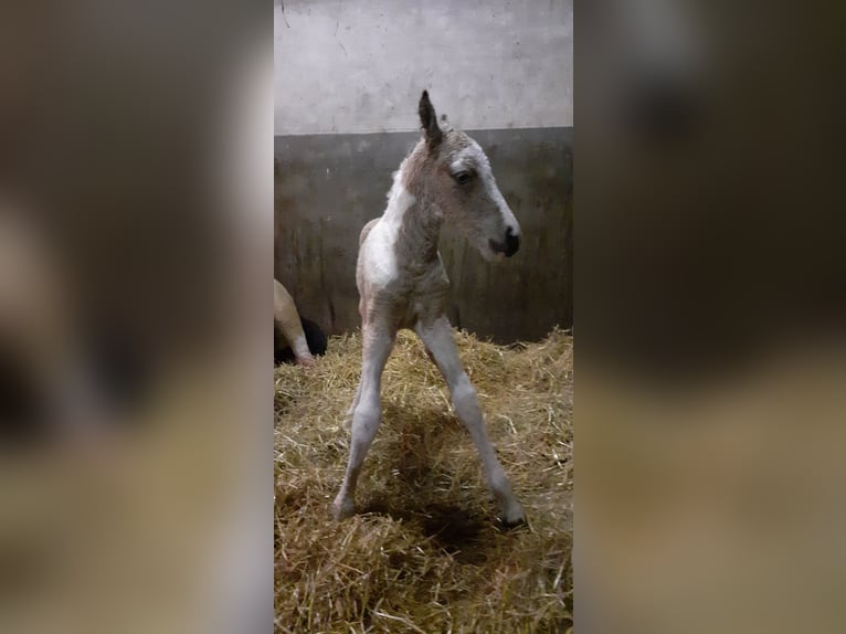 Curly Horse Hengst 1 Jaar 160 cm Falbe in Ruinen