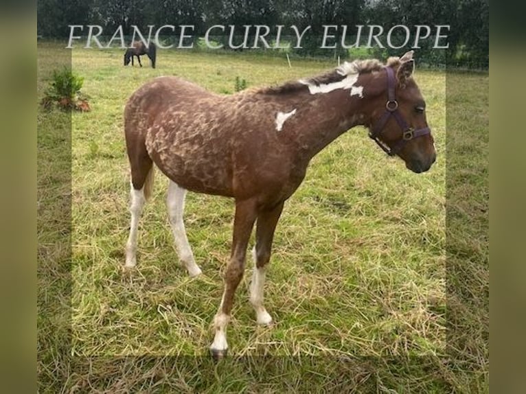 Curly Horse Hengst 1 Jahr 138 cm in BE