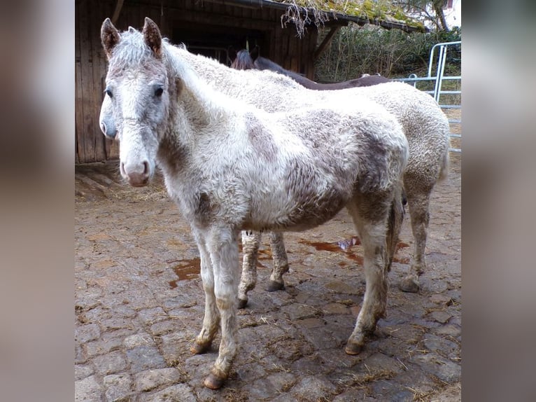 Curly Horse Mix Hengst 1 Jahr 148 cm Kann Schimmel werden in Arnbruck