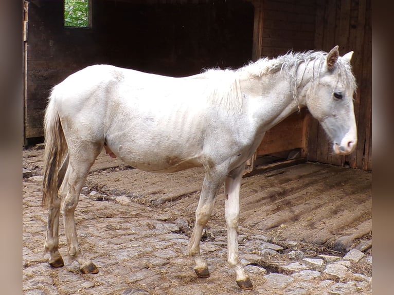 Curly Horse Mix Hengst 1 Jahr 148 cm Kann Schimmel werden in Arnbruck