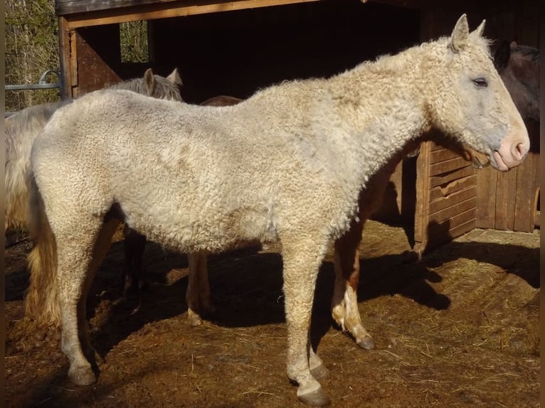 Curly Horse Mix Hengst 1 Jahr 148 cm Kann Schimmel werden in Arnbruck
