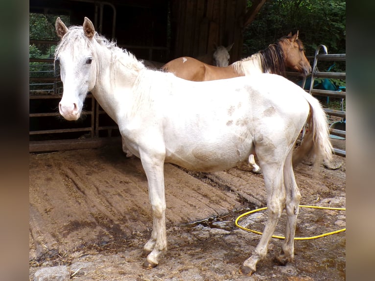 Curly Horse Mix Hengst 1 Jahr 148 cm Kann Schimmel werden in Arnbruck