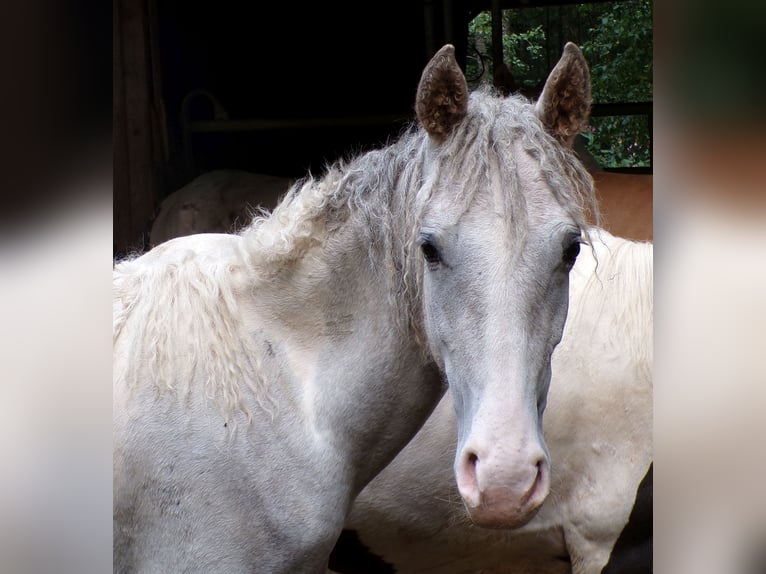 Curly Horse Mix Hengst 1 Jahr 148 cm Kann Schimmel werden in Arnbruck