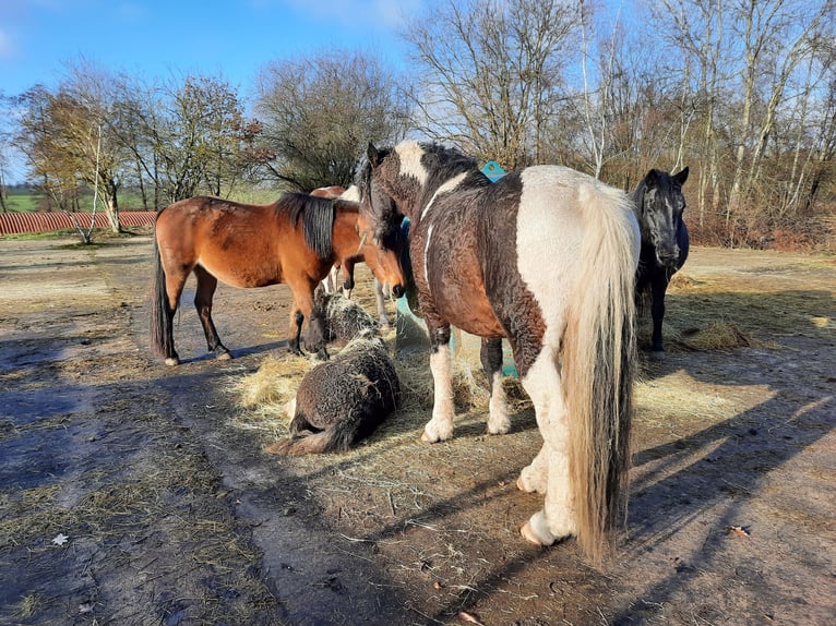 Curly Horse Hengst 1 Jahr 150 cm Tobiano-alle-Farben in Vellahn