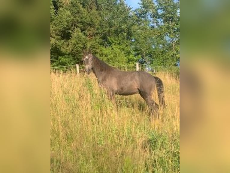 Curly Horse Hengst 1 Jahr 152 cm Schwarzbrauner in Altusried