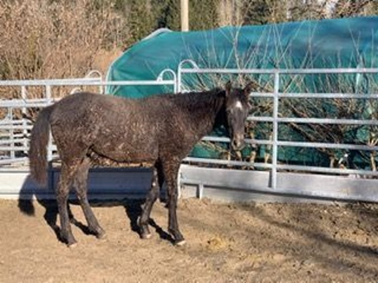 Curly Horse Hengst 1 Jahr 152 cm Schwarzbrauner in Altusried