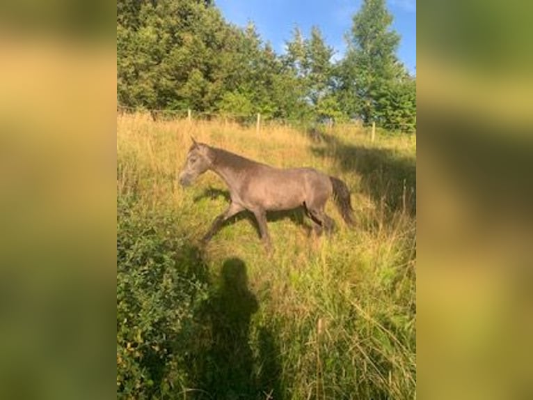 Curly Horse Hengst 1 Jahr 152 cm Schwarzbrauner in Altusried