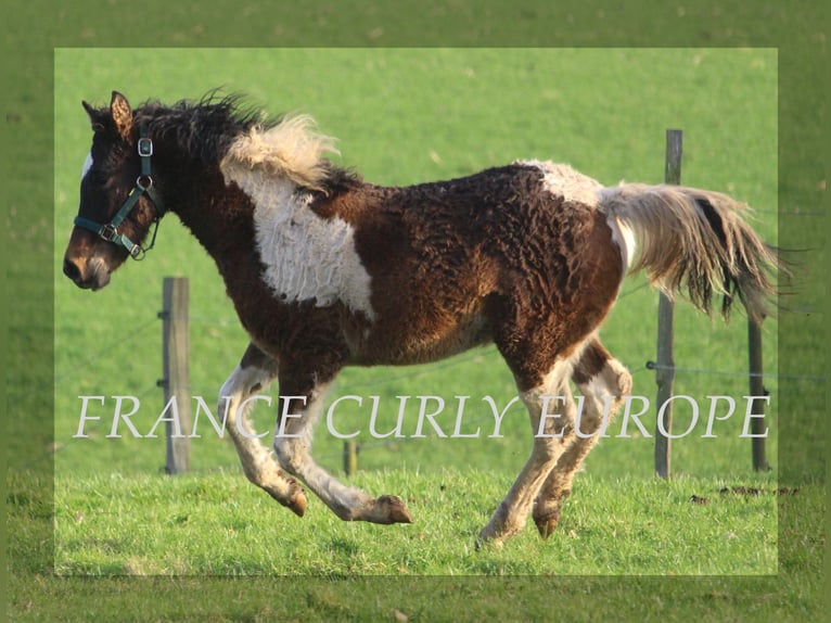 Curly Horse Hengst 1 Jahr 155 cm Rotbrauner in france