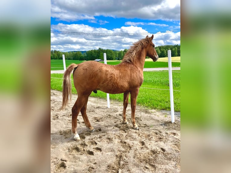 Curly Horse Hengst 1 Jahr 160 cm  in Muurame