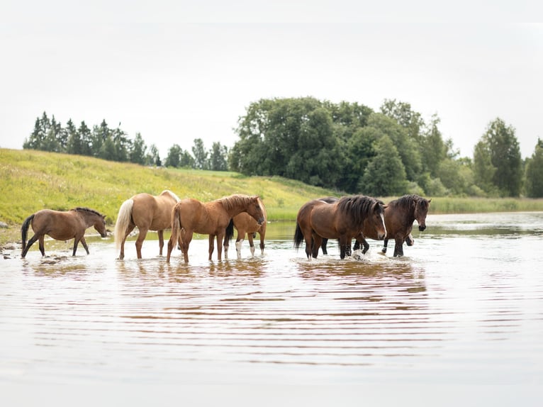 Curly Horse Hengst 1 Jahr 160 cm  in Muurame