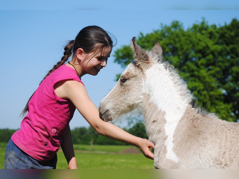 Curly Horse Hengst 1 Jahr 160 cm Falbe in Ruinen