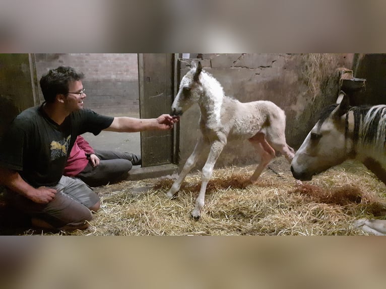 Curly Horse Hengst 1 Jahr 160 cm Falbe in Ruinen