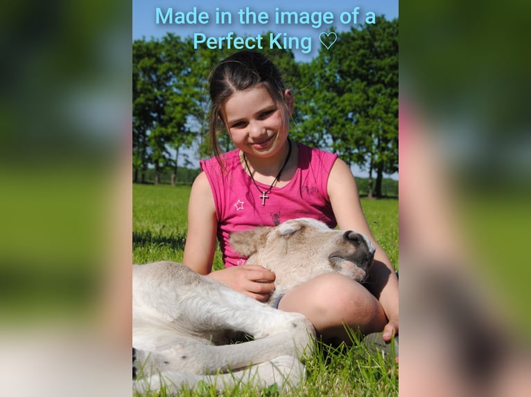 Curly Horse Hengst 1 Jahr 160 cm Falbe in Ruinen