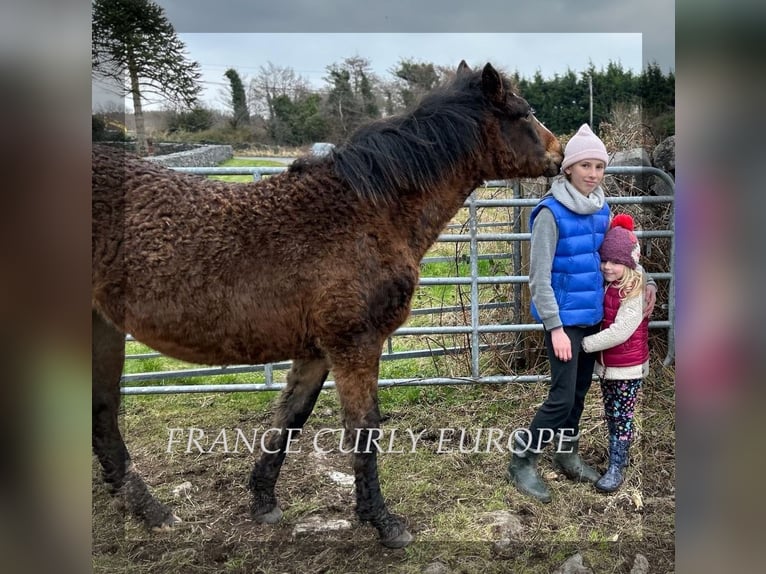 Curly Horse Hengst 1 Jahr 160 cm Rotbrauner in galway