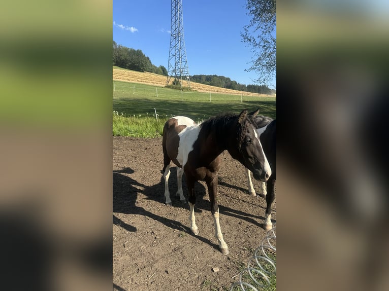 Curly Horse Hengst 1 Jahr 160 cm Tobiano-alle-Farben in Freyung