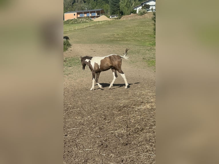 Curly Horse Hengst 1 Jahr 160 cm Tobiano-alle-Farben in Freyung