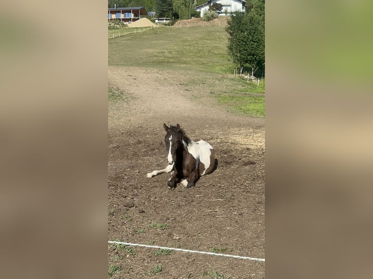 Curly Horse Hengst 1 Jahr 160 cm Tobiano-alle-Farben in Freyung